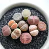 Lithops Large Random Mix Succulent Plants, 10 Pcs Live Bare Root, Indoor Office Desk Decor, Unique Plant Lover Gifts