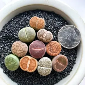 Lithops Large Random Mix Succulent Plants, 10 Pcs Live Bare Root, Indoor Office Desk Decor, Unique Plant Lover Gifts