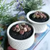 Lithops Large Random Mix Succulent Plants, 10 Pcs Live Bare Root, Indoor Office Desk Decor, Unique Plant Lover Gifts