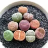 Lithops Large Random Mix Succulent Plants, 10 Pcs Live Bare Root, Indoor Office Desk Decor, Unique Plant Lover Gifts