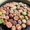 Lithops Living Stones Mix Rare Succulent Plants 30/50/100 Pcs Bare Root Indoor Office Gifts