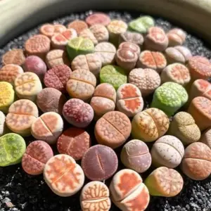 Lithops Living Stones Mix Rare Succulent Plants 30/50/100 Pcs Bare Root Indoor Office Gifts