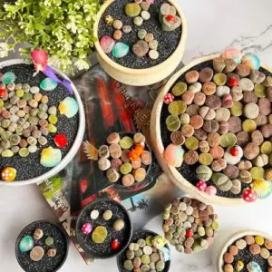 Lithops Living Stones Mix Rare Succulent Plants 30/50/100 Pcs Bare Root Indoor Office Gifts