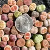 Lithops Living Stones Mix Rare Succulent Plants 30/50/100 Pcs Bare Root Indoor Office Gifts