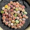 Lithops Living Stones Mix Rare Succulent Plants 30/50/100 Pcs Bare Root Indoor Office Gifts