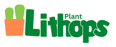Lithops Plant – Buy Lithops Online