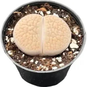 Lithops aucampiae L. Bolus Living Stone Plant 3 Years Old Potted Succulent 1-1.5in