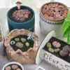 Lithops hookeri v. hookeri Living Stone Plant - 1-1.5in 3 Years Old Fully Rooted Potted Succulent