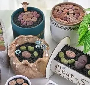 Lithops hookeri v. hookeri Living Stone Plant - 1-1.5in 3 Years Old Fully Rooted Potted Succulent