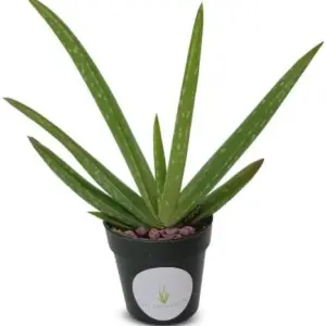 Live Aloe Vera Plant 5-6 inch Air Purifying Succulent Houseplant Green Potted