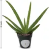 Live Aloe Vera Plant 5-6 inch Air Purifying Succulent Houseplant Green Potted