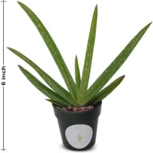 Live Aloe Vera Plant 5-6 inch Air Purifying Succulent Houseplant Green Potted