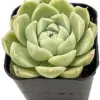 Live Echeveria White Queen Succulent Plant, Rooted 2 inch Pot, Green Pink, Real Houseplant for Indoor Outdoor Home Office Wedding Decor