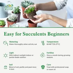Live Echeveria White Queen Succulent Plant, Rooted 2 inch Pot, Green Pink, Real Houseplant for Indoor Outdoor Home Office Wedding Decor