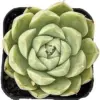 Live Echeveria White Queen Succulent Plant, Rooted 2 inch Pot, Green Pink, Real Houseplant for Indoor Outdoor Home Office Wedding Decor