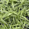 Live Green Spider Plant Plugs - 2 Pack, Variegated White & Green Foliage - Air Purifying Indoor Outdoor Houseplants for Home & Office