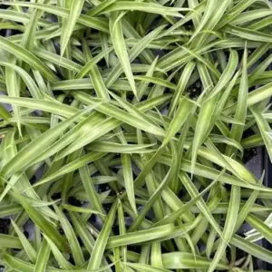 Live Green Spider Plant Plugs - 2 Pack, Variegated White & Green Foliage - Air Purifying Indoor Outdoor Houseplants for Home & Office