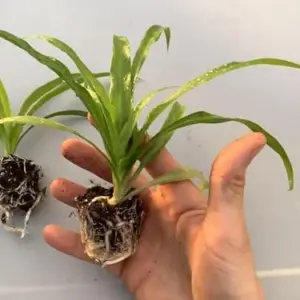 Live Green Spider Plant Plugs - 2 Pack, Variegated White & Green Foliage - Air Purifying Indoor Outdoor Houseplants for Home & Office