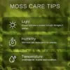 Live Moss Variety Pack 8x8 Fresh Racomitrium for Terrariums Bonsai & Potted Plants
