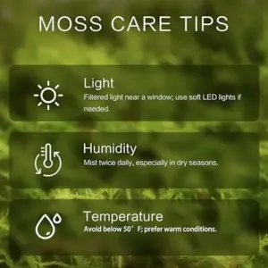 Live Moss Variety Pack 8x8 Fresh Racomitrium for Terrariums Bonsai & Potted Plants