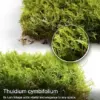 Live Moss Variety Pack 8x8 Fresh Racomitrium for Terrariums Bonsai & Potted Plants