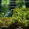 Live Moss Variety Pack 8x8 Fresh Racomitrium for Terrariums Bonsai & Potted Plants