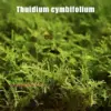 Live Moss Variety Pack 8x8 Fresh Racomitrium for Terrariums Bonsai & Potted Plants