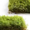 Live Moss Variety Pack 8x8 Fresh Racomitrium for Terrariums Bonsai & Potted Plants