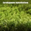 Live Moss Variety Pack - Fresh Eurohypnum Moss 8x8 Inch for Terrariums, Bonsai, Potted Plants, Reptiles & Succulents