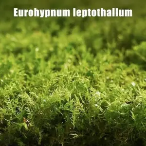 Live Moss Variety Pack - Fresh Eurohypnum Moss 8x8 Inch for Terrariums, Bonsai, Potted Plants, Reptiles & Succulents