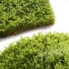 Live Moss Variety Pack - Fresh Eurohypnum Moss 8x8 Inch for Terrariums, Bonsai, Potted Plants, Reptiles & Succulents