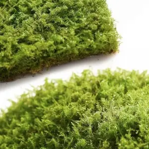 Live Moss Variety Pack - Fresh Eurohypnum Moss 8x8 Inch for Terrariums, Bonsai, Potted Plants, Reptiles & Succulents