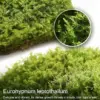 Live Moss Variety Pack - Fresh Eurohypnum Moss 8x8 Inch for Terrariums, Bonsai, Potted Plants, Reptiles & Succulents