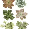 Live Succulent Plants Hand Selected Variety Pack, Mini Succulents Assortment 12 Count, Green