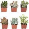 Live Succulent Plants Hand Selected Variety Pack, Mini Succulents Assortment 12 Count, Green