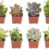 Live Succulent Plants Hand Selected Variety Pack, Mini Succulents Assortment 12 Count, Green