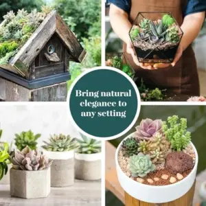 Mini Succulent Plant Collection Live Assorted Pack 12 Low Maintenance Exceptional Colors & Textures