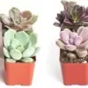 Mini Succulent Plant Collection Live Assorted Pack 12 Low Maintenance Exceptional Colors & Textures