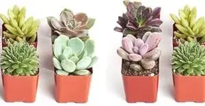 Mini Succulent Plant Collection Live Assorted Pack 12 Low Maintenance Exceptional Colors & Textures