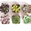 Mini Succulent Plant Collection Live Assorted Pack 12 Low Maintenance Exceptional Colors & Textures