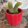 Monkey Tail Cactus Live Plant Succulent Trailing Cactus Double Tail 2-4 Inch Tall in 2 Inch Pot