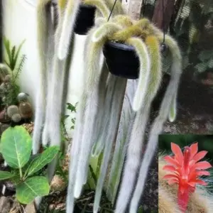Monkey Tail Cactus Plant 4 Inch Trailing Succulent Live Green Plant Organic