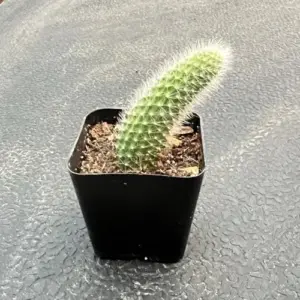 Monkey Tail Cactus Plant, Live Succulent, 2" Pot, Fully Rooted, Easy Care House Plant