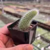 Monkey Tail Cactus Plant, Live Succulent, 2