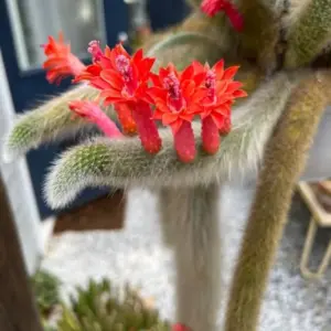 Monkey Tail Succulent Live Plant Rare Cactus Trailing 4 Inch Pot, 1 Plant 4-5 Tails