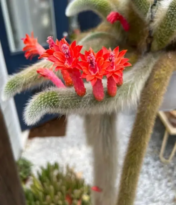Monkey Tail Succulent Live Plant Rare Cactus Trailing 4 Inch Pot, 1 Plant 4-5 Tails