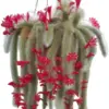 Monkey Tail Succulent Live Plant Rare Cactus Trailing 4 Inch Pot, 1 Plant 4-5 Tails