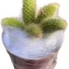 Monkey Tail Succulent Live Plant Rare Cactus Trailing 4 Inch Pot, 1 Plant 4-5 Tails