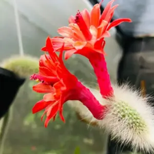 Monkey Tail Succulent Live Plant Rare Cactus Trailing 4 Inch Pot, 1 Plant 4-5 Tails