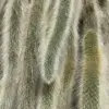 Monkey Tail Succulent Plant Live Rare Trailing Cactus, 2 Inch Pot, 1 Plant, Green